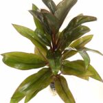 Dracena compacta