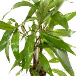 Hygrophila Thai stricta