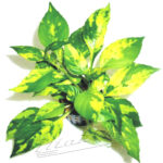 Hygrophila variegata