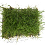 Tapiz de Eleocharis parvula
