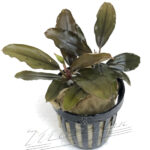 Bucephalandra Pandora Red