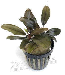 Bucephalandra Pandora (3) ManPlan