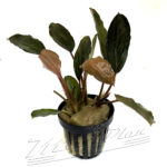 Bucephalandra Serimbu Brown