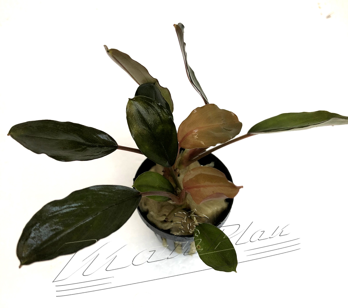 Bucephalandra Serimbu Brown - Imagen 3