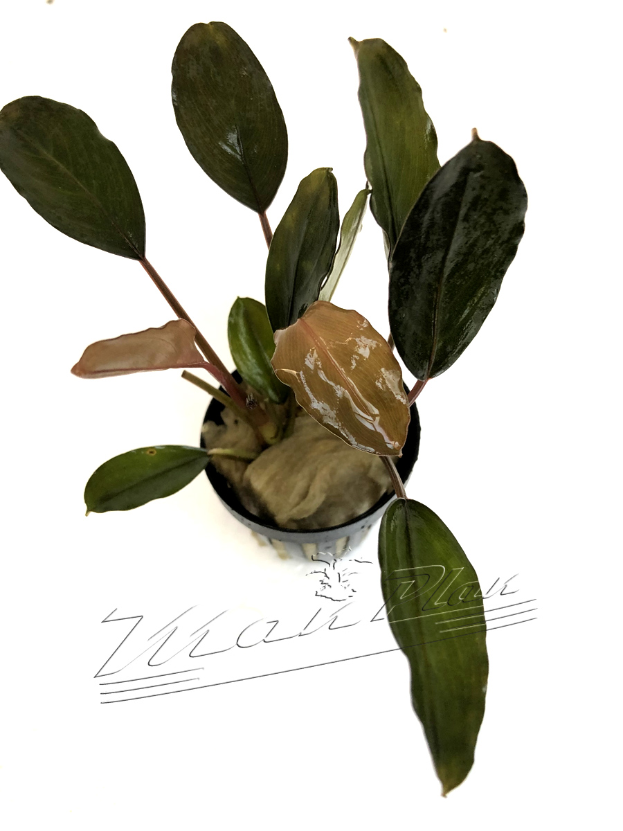 Bucephalandra Serimbu Brown - Imagen 2