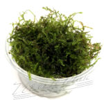 CHRISTMAS moss