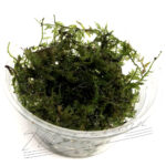 MINI CHRISTMAS moss