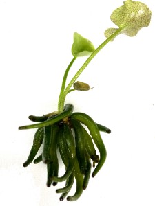 Ninphoides aquatica (banana plant) (1) ManPlan