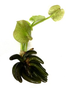 Ninphoides aquatica (banana plant) (2) ManPlan