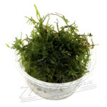 Peacock moss