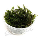 WILLOW  moss
