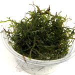 Riccardia chamedryfolia