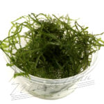 SPIKY moss