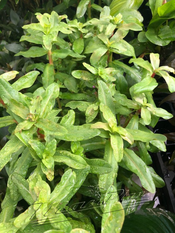 Amania senegalensis ManPlan