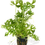 Ranunculus aquatilis