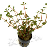 Rotala ORANGE JUICE