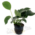Anubias barteri var. DIAMOND