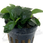 Anubias nana Var. BONSAI