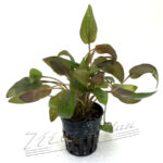 Cryptocoryne MIOYA