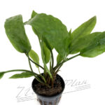 Cryptocoryne usteriana GREEN & RED