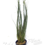Eleocharis vivipara