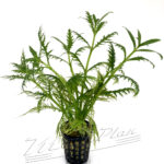 Hygrophila balsamica