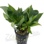 Hygrophila COMPACTA