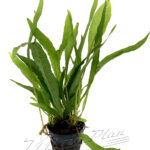 Microsorium latifolia