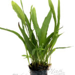 Microsorium pteropus "ESMERALDA"