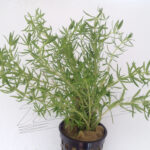 Pogostemon stellata