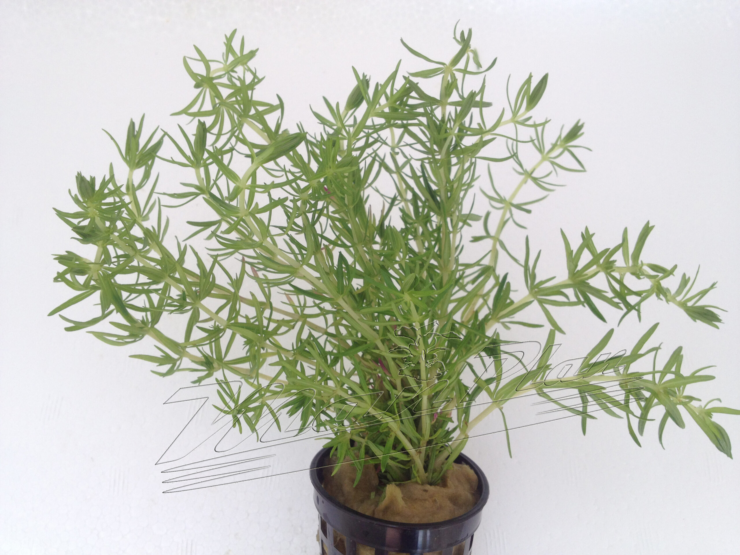 Pogostemon stellata