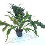 Microsorium  pteropus Sol Naciente