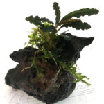 Mini tronco Bucephalandra surtida