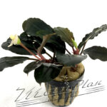 Bucephalandra Ariadne Blue