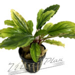 Bucephalandra Claud Smerald