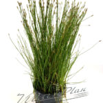 Eleocharis acicularis