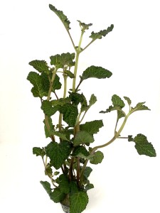 hyptis lorentziana (2)