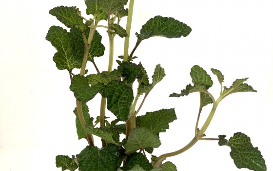 Hyptis lorentziana