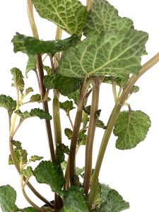 hyptis lorentziana (4)