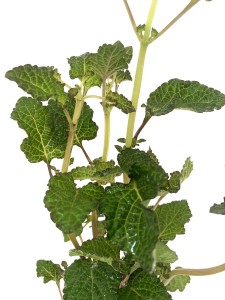 hyptis lorentziana (6)