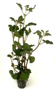 hyptis lorentziana (8)