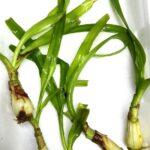 Crinum thaianum
