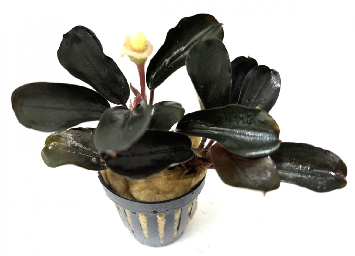 Bucephalandra Dafn Princess