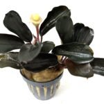 Bucephalandra Dafn Princess