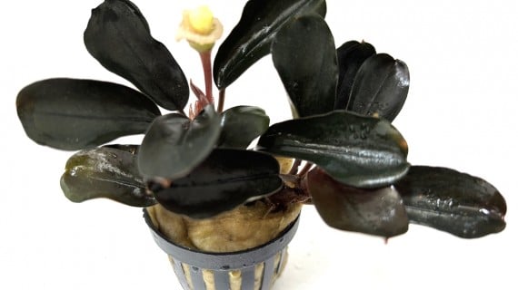 Bucephalandra Dafn Princess