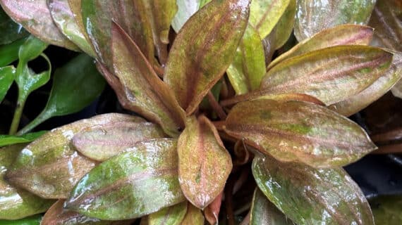 Cryptocorine Frorida sunset